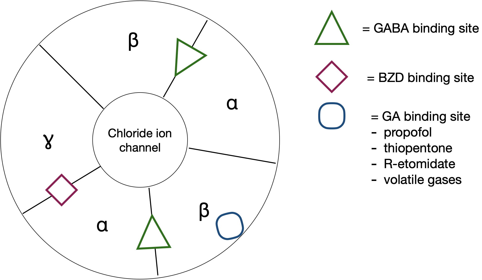 GABA Receptor