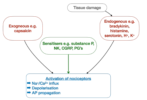 Activation of nociceptors by exogenous and endogenous mediators and sensitisers