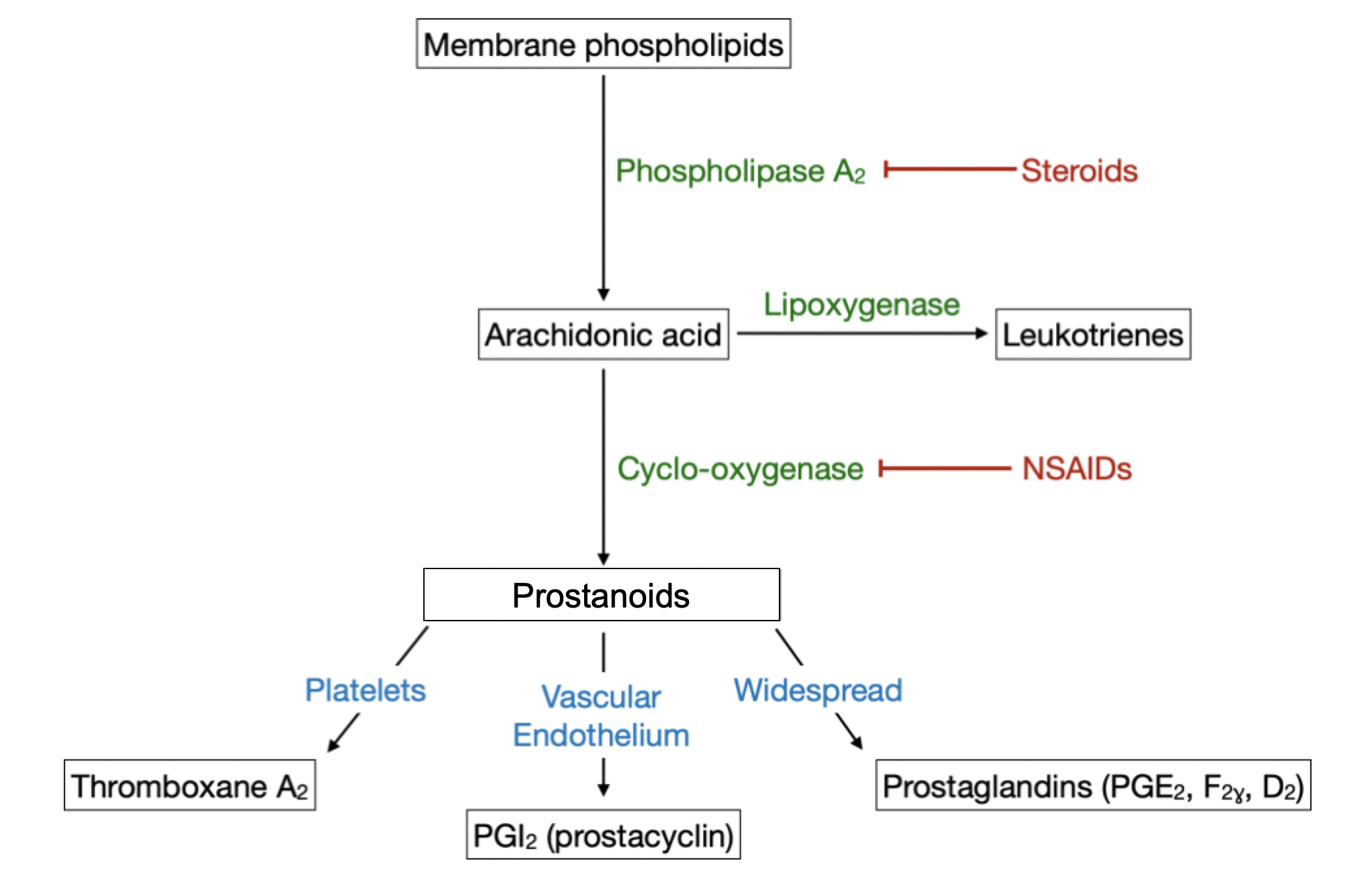 Arachidonic acid pathway